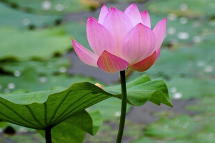lotus rose 2