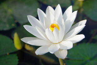 Lotus white 2